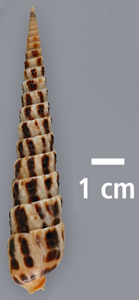 File:Terebra taurina shell.png