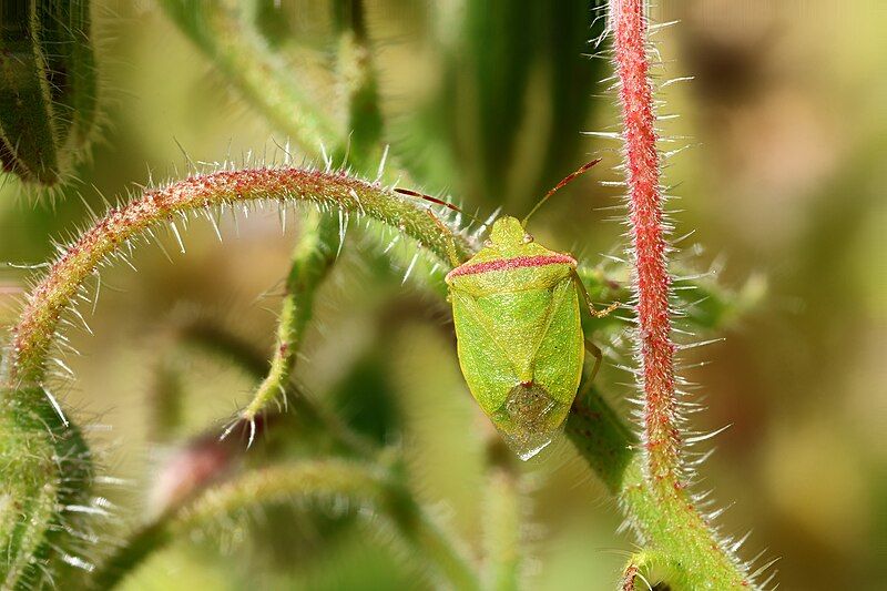 File:Thyanta pallidovirens.jpg