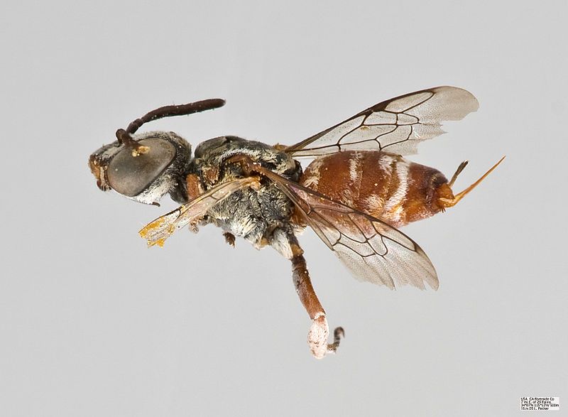 File:Townsendiella pulchra Female.jpg