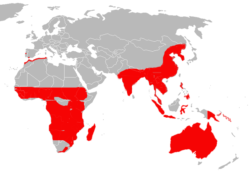 File:Turnicidae rangmap.PNG