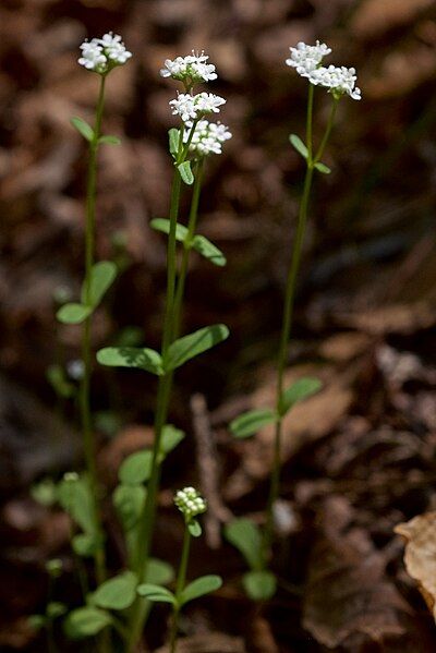 File:Valerianella palmeri.jpg