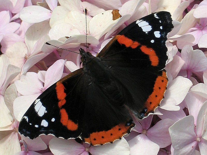 File:Vanessa atalanta.jpg