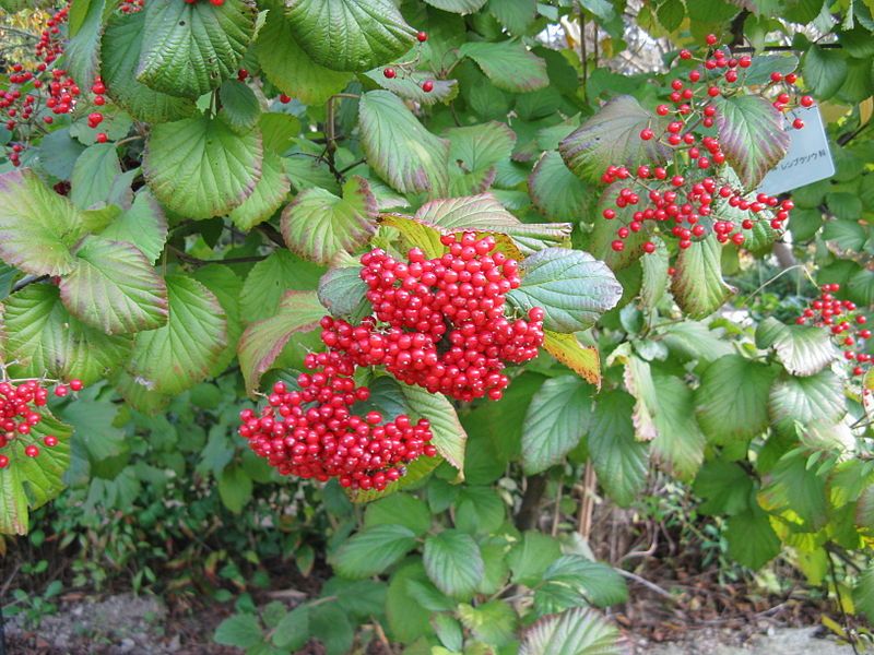 File:Viburnum dilatatum04.jpg