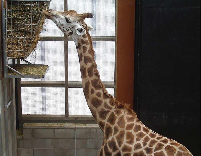 File:Wellington Zoo Giraffe4.JPG