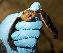 The image depicts a small bat in a scientist's hand