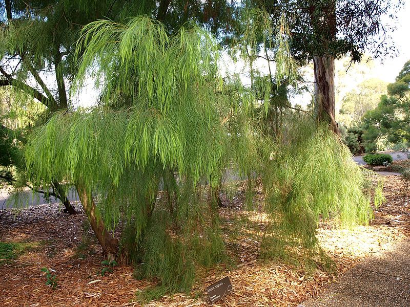 File:Acacia cognata (ANBG).JPG