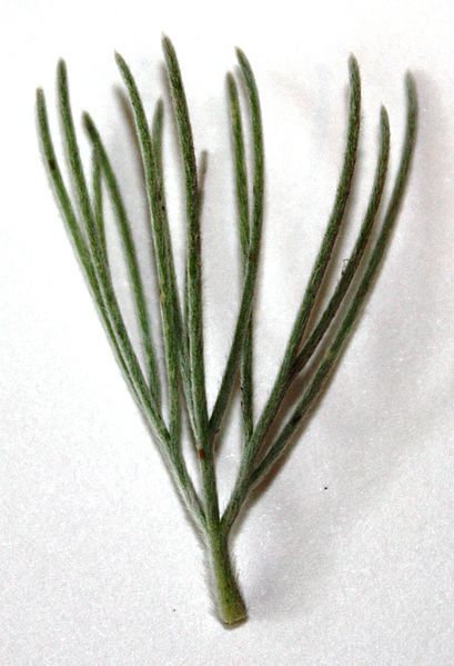 File:Adenanthos sericeus leaf.JPG