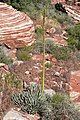 Agave utahensis