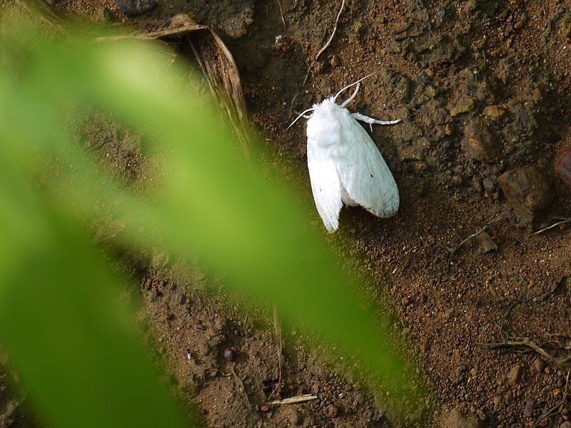 File:Altha subnotata (5046279233).jpg