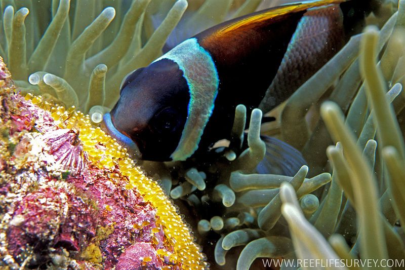 File:Amphiprion latezonatus, embriones.jpg