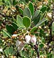 Arctostaphylos hookeri ssp. franciscana