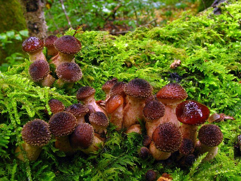 File:Armillaria gallica 27834.jpg