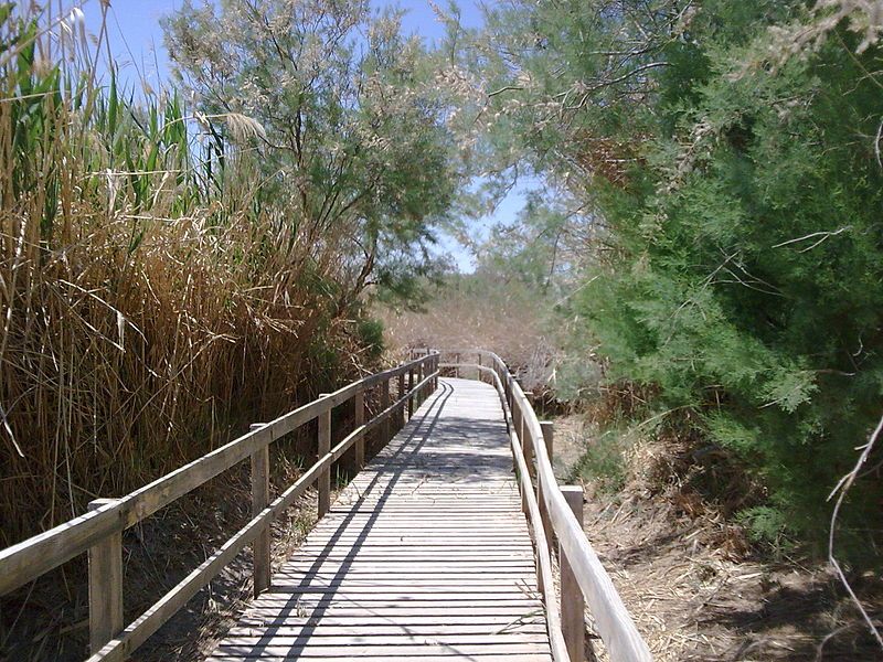 File:Azraq marsh trail.jpg