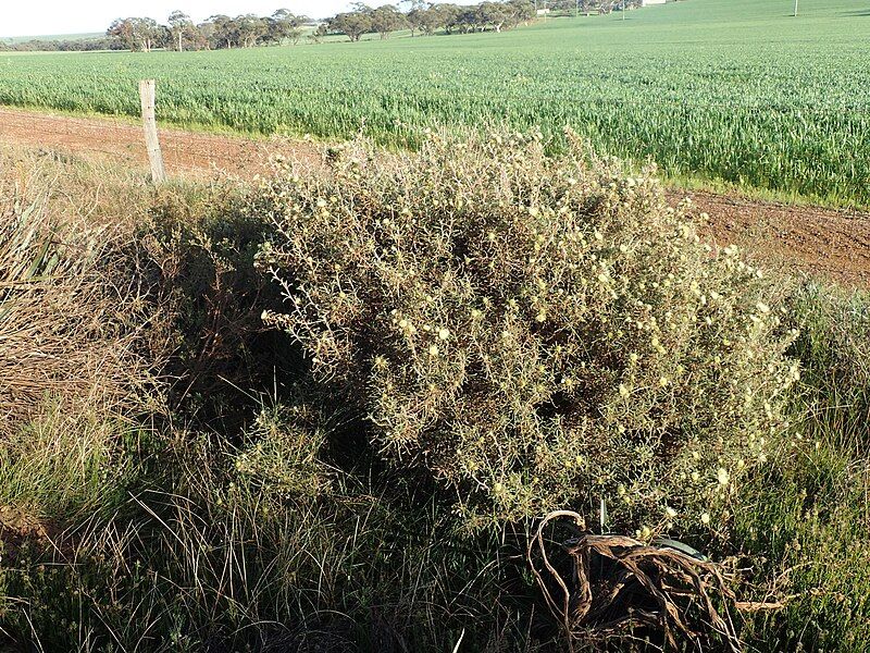 File:Banksia echinata habit.jpg