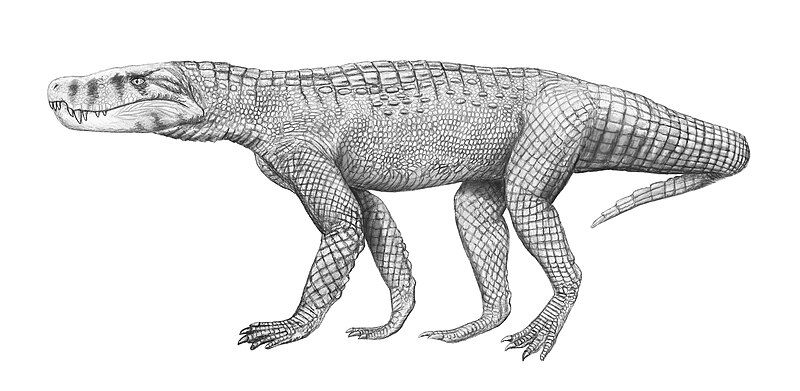 File:Baurusuchus albertoi.jpg