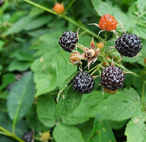 File:BlackRasberries-chd1.jpg