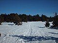 Black pine trees near Valdelinares, Sierra de Gúdar