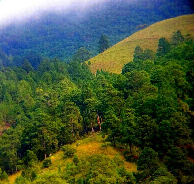 File:Bosque de pino.jpg