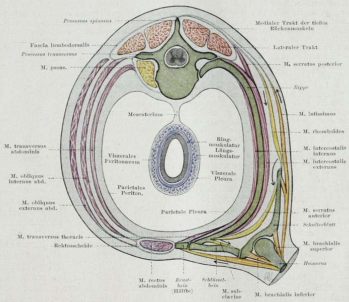 File:Braus 1921 9.png