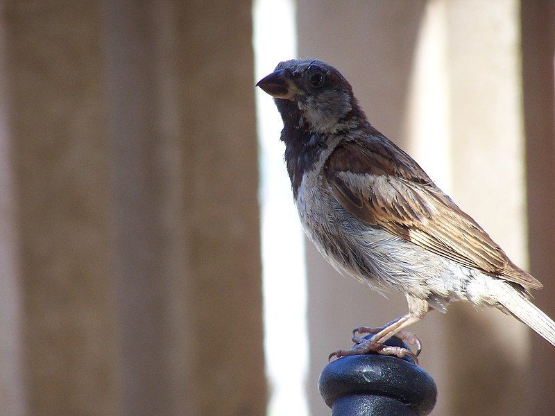 File:Breakfast Bird poses2.jpg