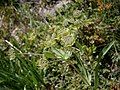 Bupleurum stellatum