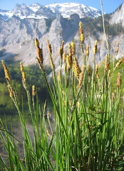 File:Carex elata.jpg