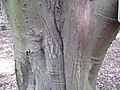 Bark of base of mature tree