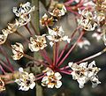 Ceanothus crassifolius