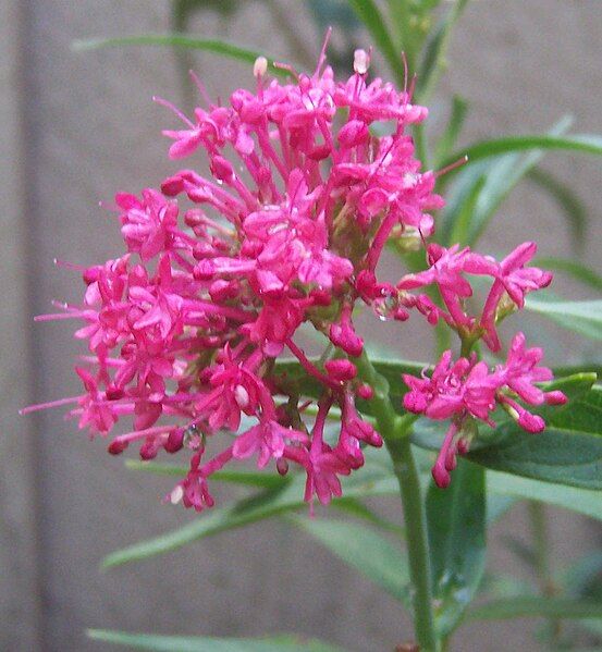 File:Centranthus ruber 1.jpg