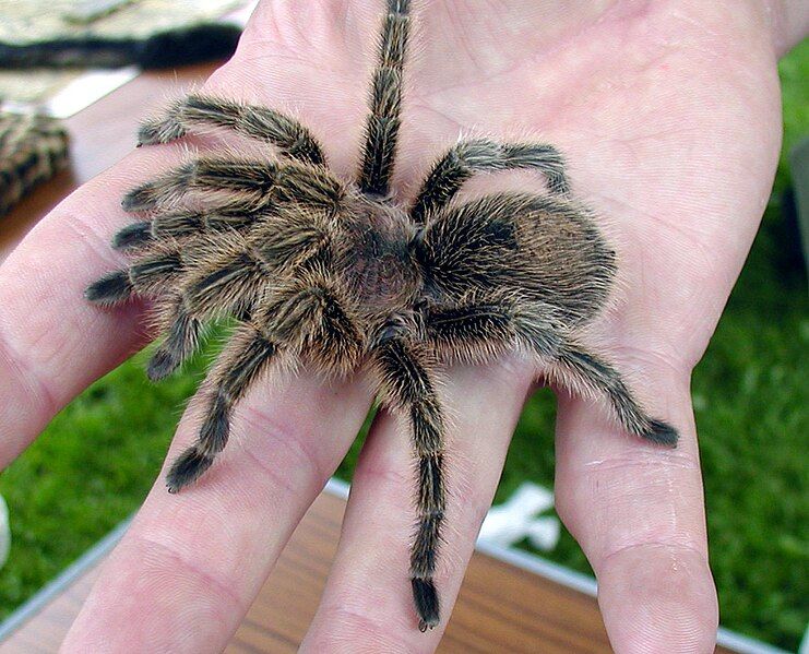 File:Chilean.rose.tarantula.arp.jpg