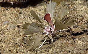 Cidaris blakei, abyssal Caribbean species