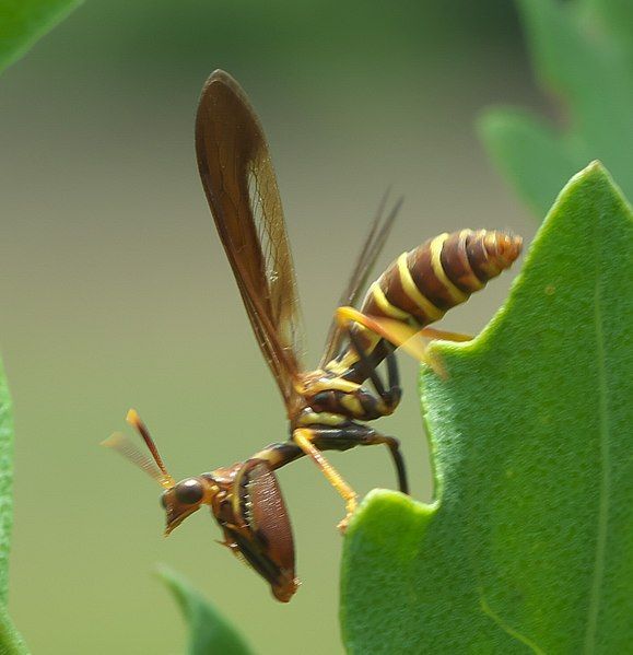 File:Climaciella brunnea P1010552a.jpg