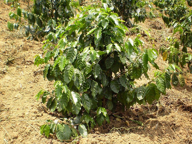 File:Coffee tree arabica.jpg