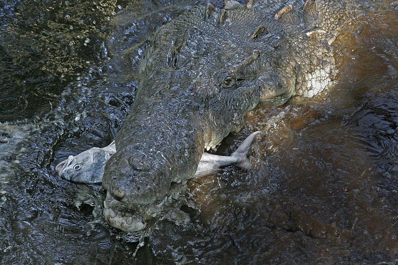 File:Crocodylus acutus feeding.jpg