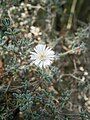 Drosanthemum eburneum