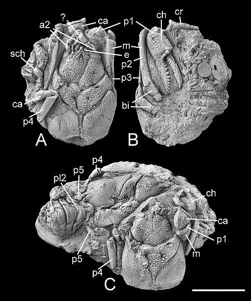 File:Eocarcinus fossil.jpg