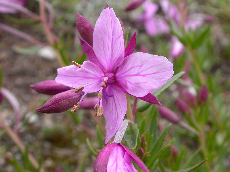 File:Epilobium fleischeri.JPG