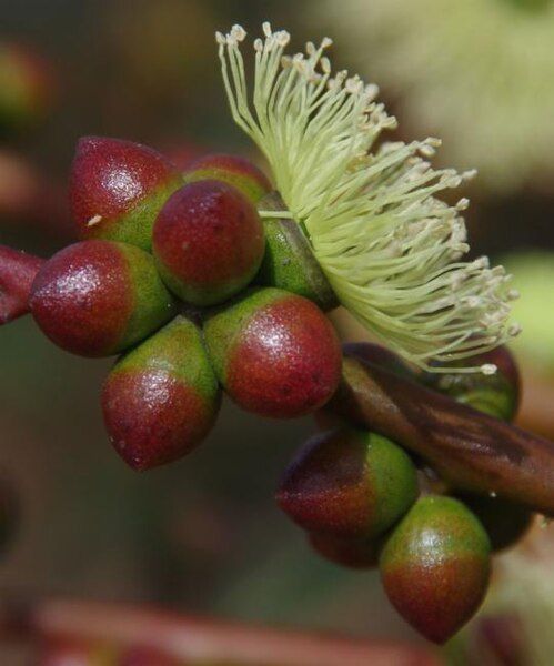 File:Eucalyptus terebra buds.jpg