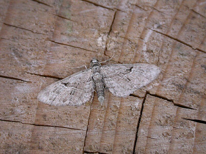 File:Eupithecia pusillata.jpg