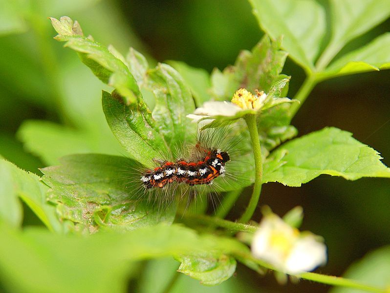 File:Euproctis Similis.JPG