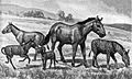 Image 21Extinct equids restored to scale. Left to right: Mesohippus, Neohipparion, Eohippus, Equus scotti and Hypohippus. (from Evolution of the horse)