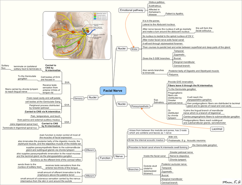 File:Facial Nerve.PNG