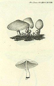 Jens Wilken Hornemann's illustration, 1819 – 1823