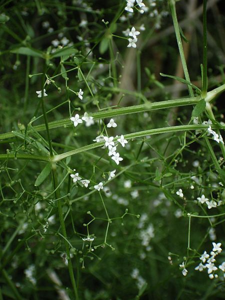 File:Galium palustre-Sumpf Labkraut.jpg