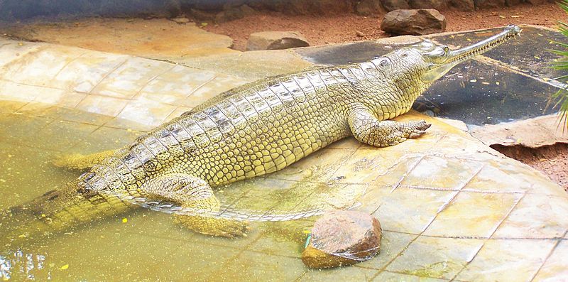 File:Gharial.jpg