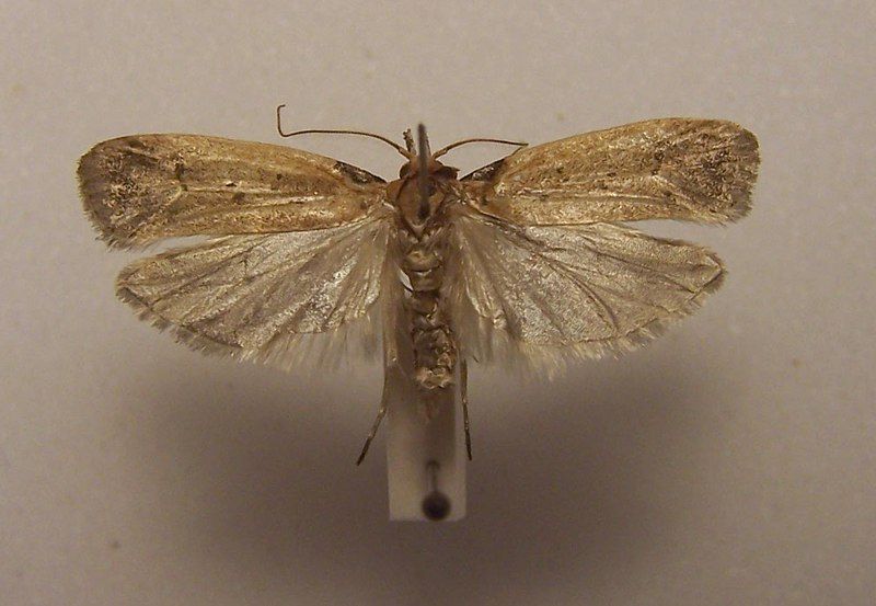 File:Glaphyrarcha euthrepta.jpg