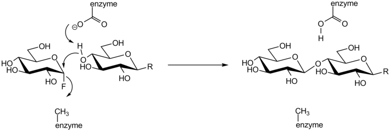 File:Glycosynthase mechanism.png