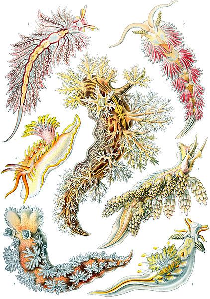 File:Haeckel Nudibranchia.jpg