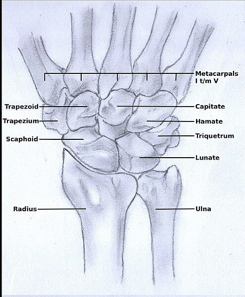 File:Hand normaal.jpg