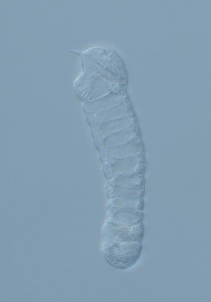 File:Haplozoon axiothellae.tif